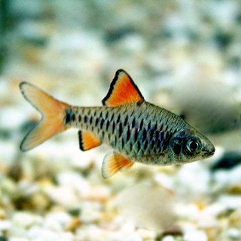 Barbus oligolepis   Blauwe barbeel M